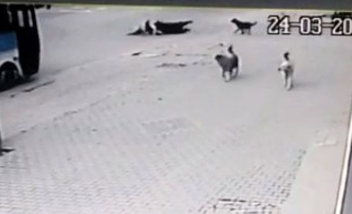 Köpeklerin saldırısından kaçarken aracın altında kalıyordu