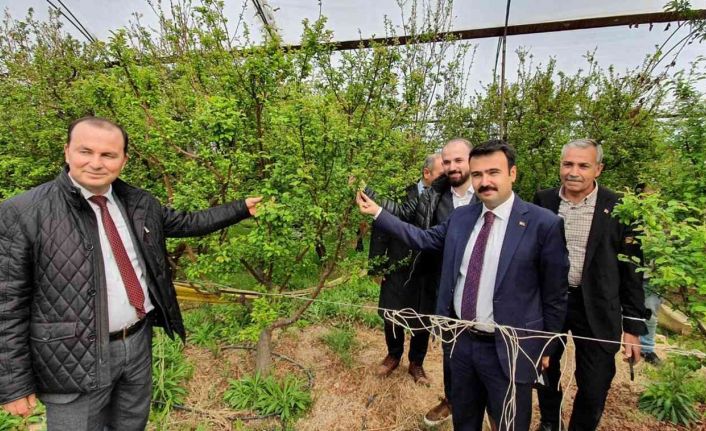 Mersin’de örtü altında yetiştirilen erik, üreticinin yüzünü güldürüyor