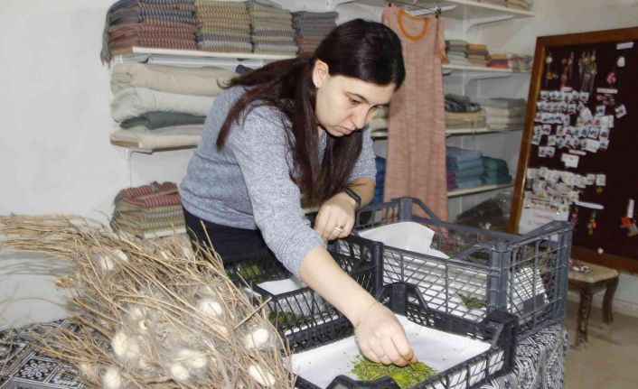 Nesli tükenmekte olan "Hatay sarısı" emin ellerde