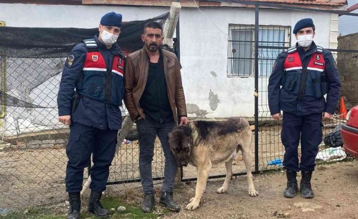 Pes dedirten hırsızlık olayı: Tanınmaması için çaldığı köpeği siyaha boyadı