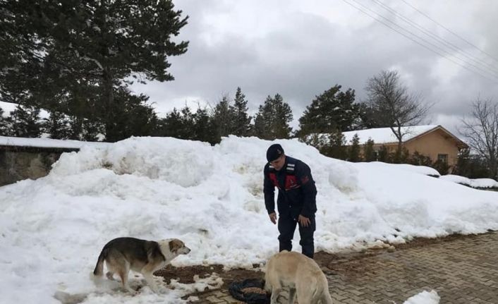 Polis ve jandarma ekipleri sokak hayvanlarını unutmadı