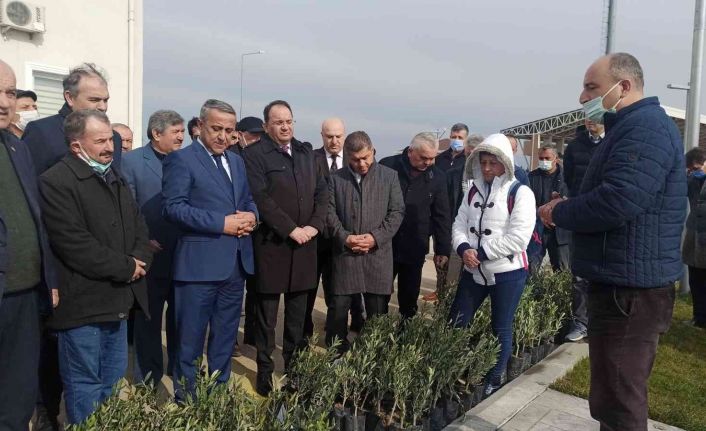 Samsun’da zeytin yetiştiriciliği artırılıyor