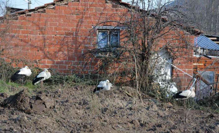 Soğuktan etkilenen leyleklere belediye ve veteriner kontrolü