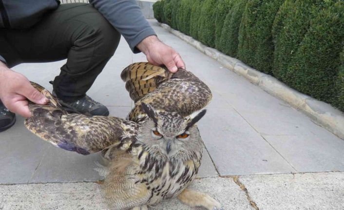 Tedavi edilen Puhu kuşu doğaya salındı