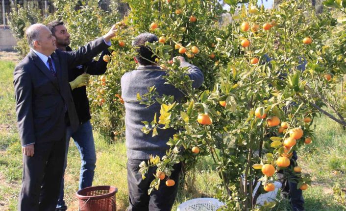 Turunçgilde sezonu uzatacak mandalina çeşidi geliştirildi, hasat başladı