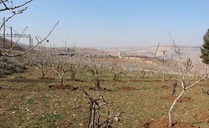 Yağışlar çiftçinin yüzünü güldürdü, rekoltede artış bekleniyor