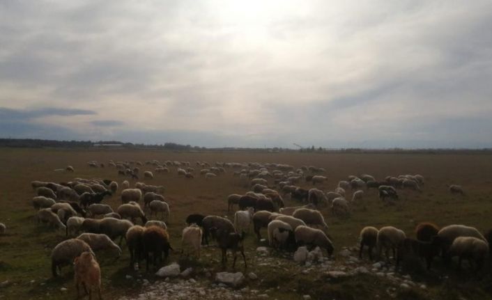 Yörük çadırında yangın çıktı, koyunları vatandaşlar kurtardı