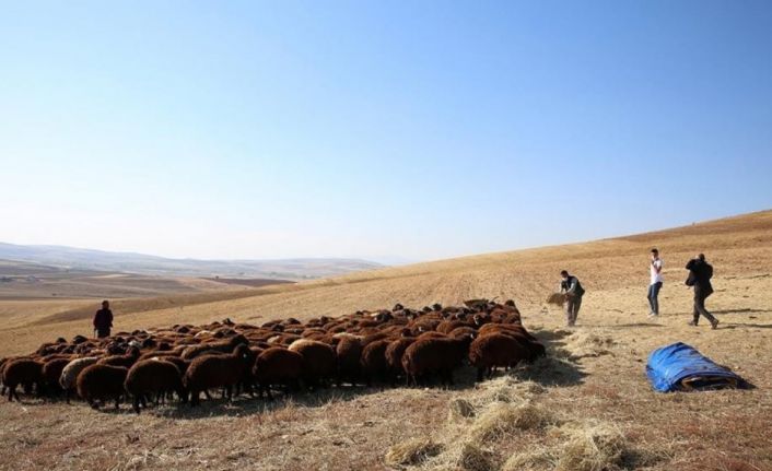 Bayburt’ta devlet desteğiyle koyun varlığı artıyor