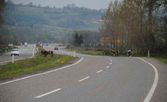 Boşta gezen büyükbaş hayvanlar kazaya davetiye çıkarıyor