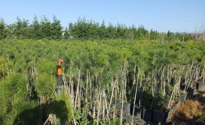 Burhaniye fıstıkçamı üretim merkezi haline geldi