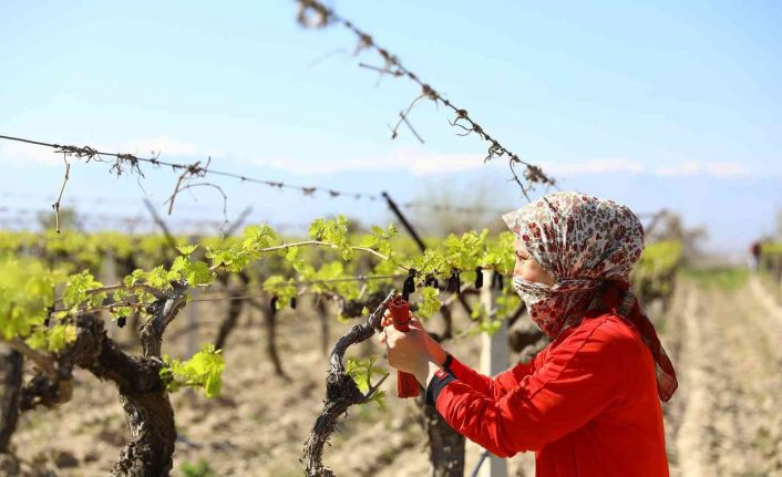 Feromon yayıcı tel desteğiyle çiftçiler daha çok kazanıyor