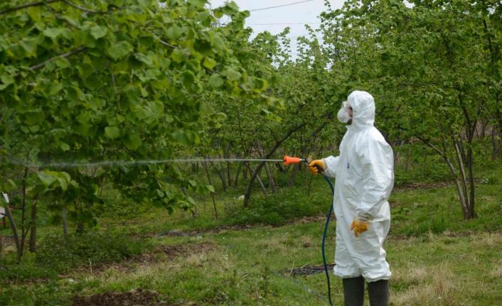 Fındıkta ’kozalak akarı’ ile mücadele başladı