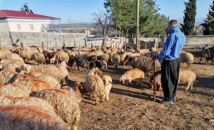 Kahramanmaraş’ta küçükbaş hayvan nüfusuna 250 bin yavru dahil oldu