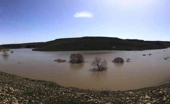 Kars’ta ağaçlar baraj suyu altında kaldı