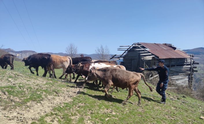 Kaybolan büyükbaş hayvanlarını jandarma ekipleri buldu