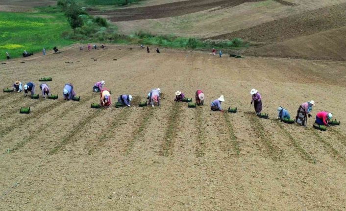 Kooperatif ve birliklere yüzde 75 hibe desteği