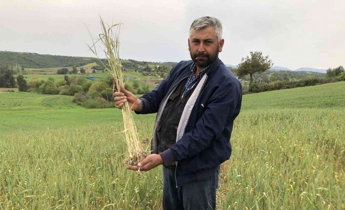 Kuraklık buğday üreticisine 30 yıl sonra tarla sulattı