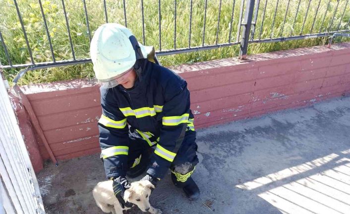 Manisa İtfaiyesi sevimli dostların yardımına koştu