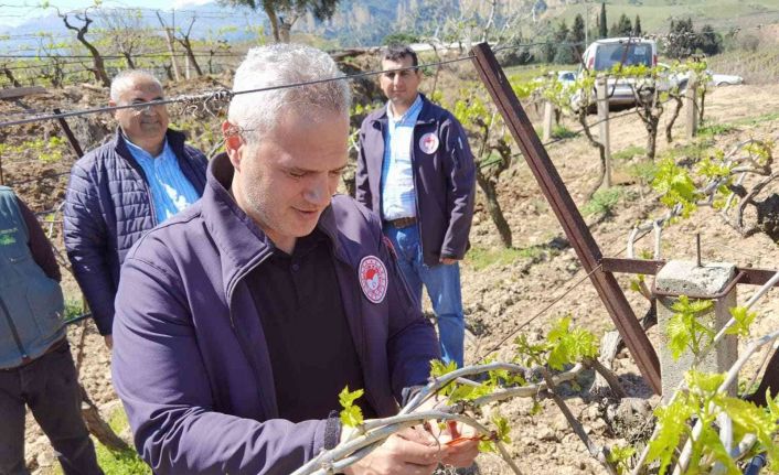 Manisa’da meyve ağaçlarına tuzaklı koruma