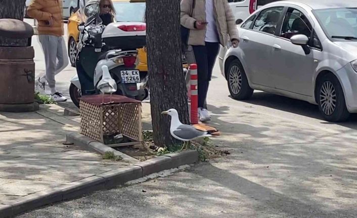 Pendik’te kaldırıma yuva yapan martı için ekipler teyakkuza geçti