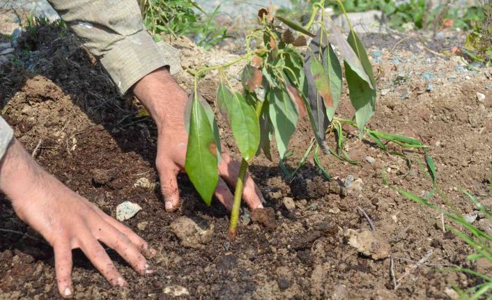 Seferihisar’ın yeni yıldızı avokado