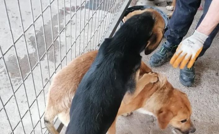 Yaralı halde terk edilen sahipsiz hayvanlara Turgutlu Belediyesi sahip çıktı