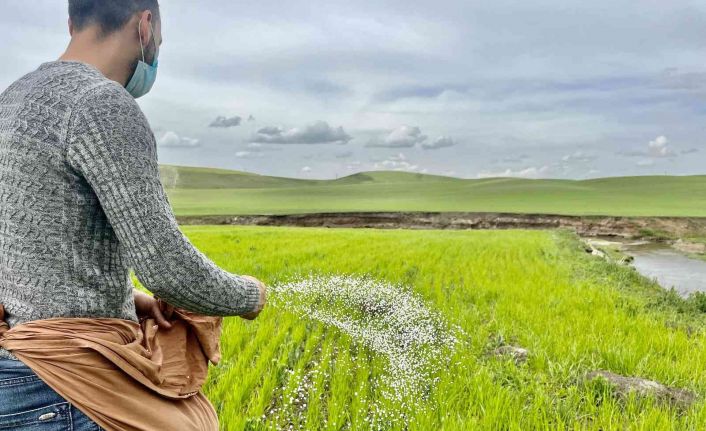 Ağrı’da yağışlar etkili oldu, çiftçi eski usul elle gübrelemeye döndü