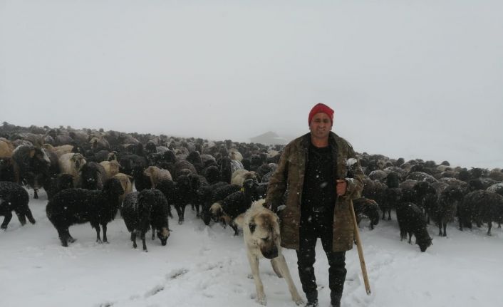 Artvin’de Mayıs ayında kar yağdı, sürü sahipleri kışlanın yolunu tuttu