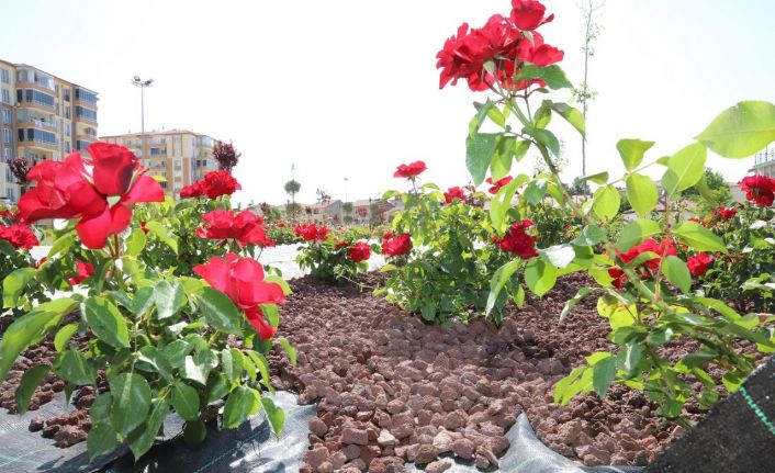 Battalgazi’deki gül bahçesinin yüzde 75’i tamamlandı