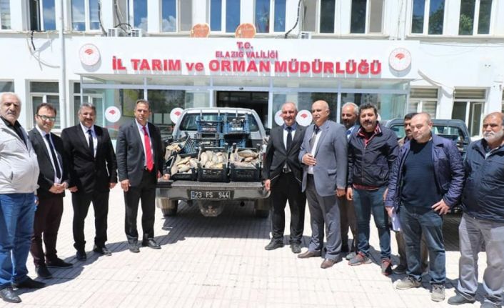 Elazığ’da 1 ton 150 kilogram kaçak avlanan balık yakalandı