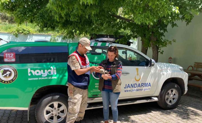 Jandarma’dan kuş şefkati