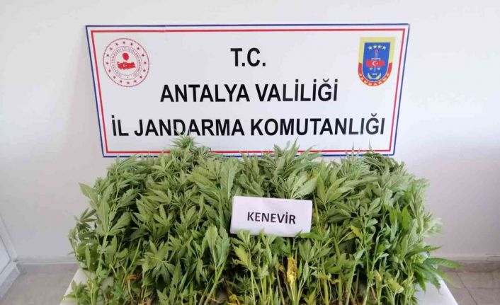 Jandarmadan zeytin bahçesine kenevir operasyonu