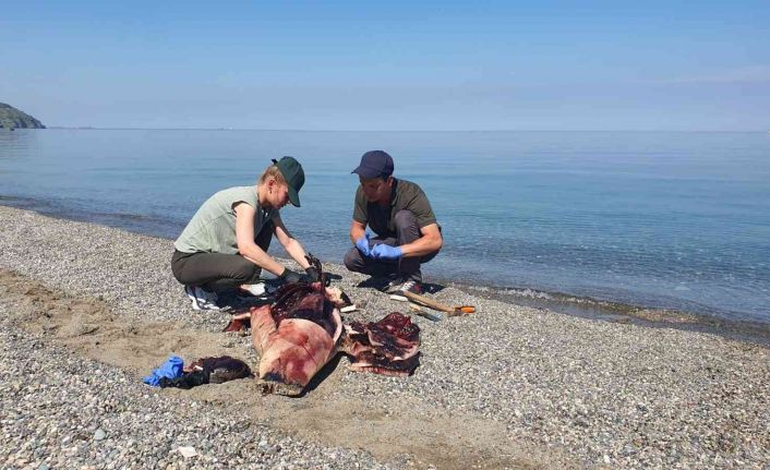 Karadeniz’de çok konuşulan yunus ölümleri araştırılıyor