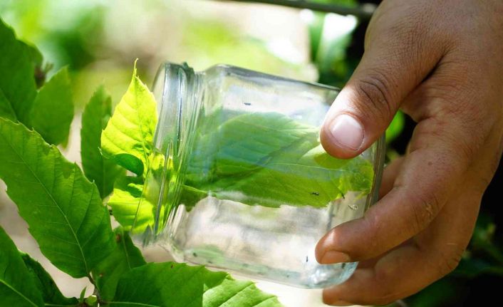 Karadeniz’de kestanede verimini düşüren gal arılarına karşı biyolojik mücadele başlatıldı