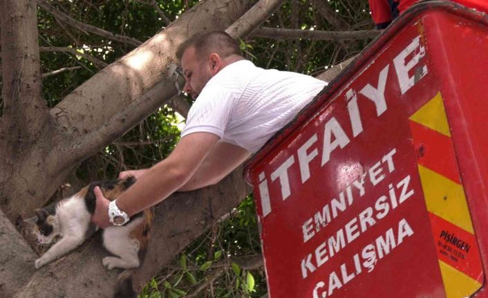 Kayıp kediyi mahsur kaldığı ağaçtan itfaiye ekipleri kurtardı