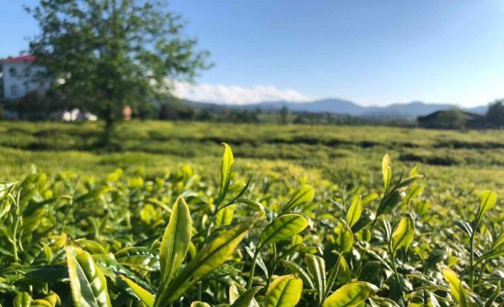 Lipton Doğu Karadeniz’de çay hasadına başladı