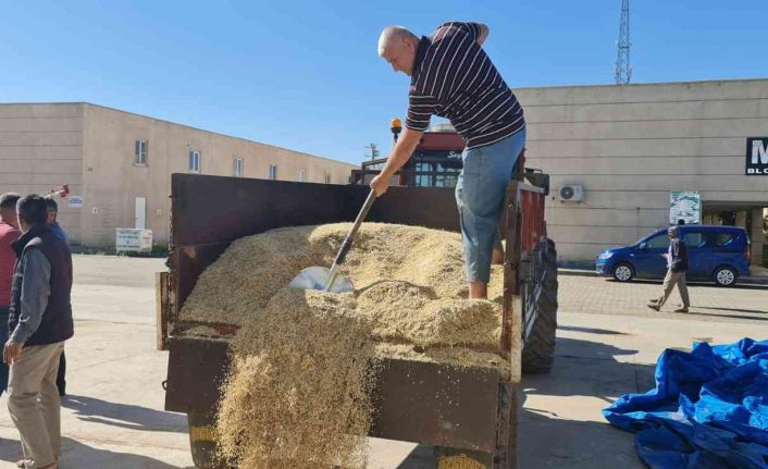 Mardin’de yılın ilk arpa hasadı başladı, çiftçiye altın hediye edildi