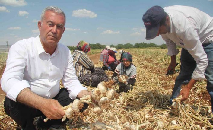 Meşhur araban sarımsağında hasat zamanı