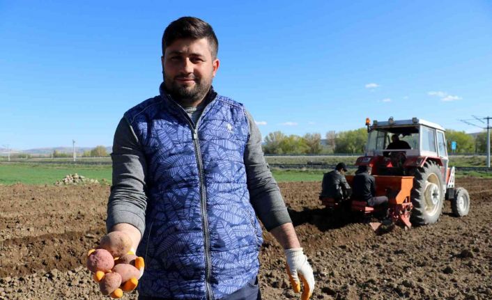 On binlerce tohumluk patatesi elleriyle toprakla buluşturdular