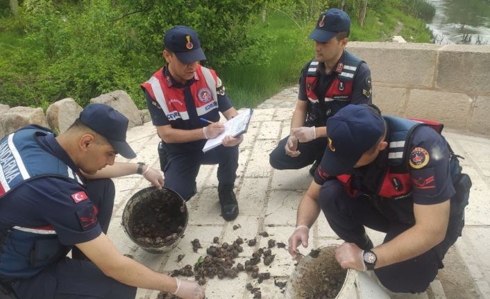 Salyangoz avcısı jandarmaya yakalandı