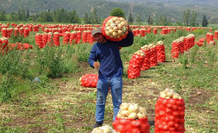 Soğan, fiyatıyla çiftçinin yüzünü güldürüyor