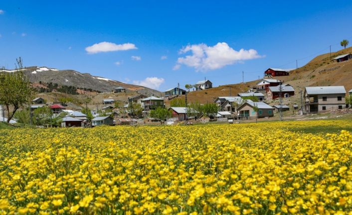 Toros Dağlarındaki yaylalar baharın tüm güzelliklerini sunuyor