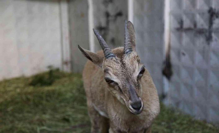 Tunceli’de bitkin halde bulunan yaban keçisi koruma altına alındı