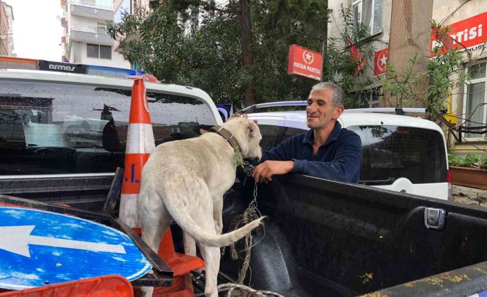 Yasaklı ırk köpeği direğe bağlayıp kaçtılar