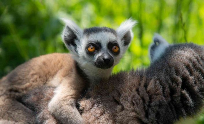 Yavru lemur Ormanya ailesine katıldı