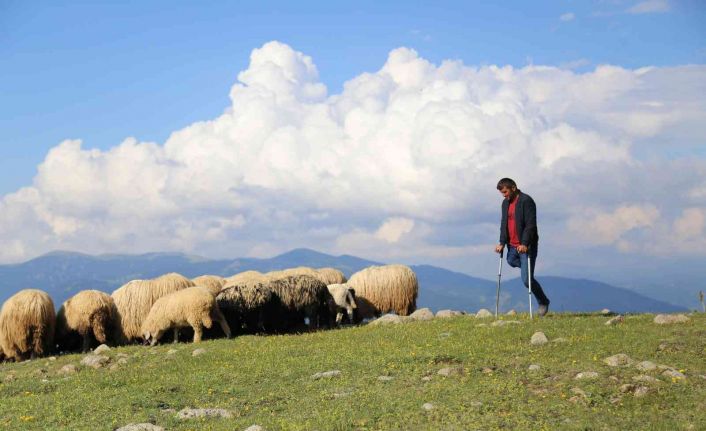 26 yıldır tek bacağıyla hayvanlarını otlatıyor