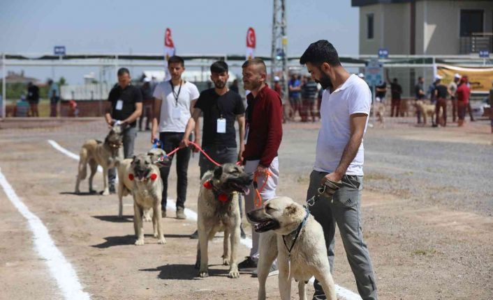 Anadolu Çoban Köpekleri Güzellik Yarışması