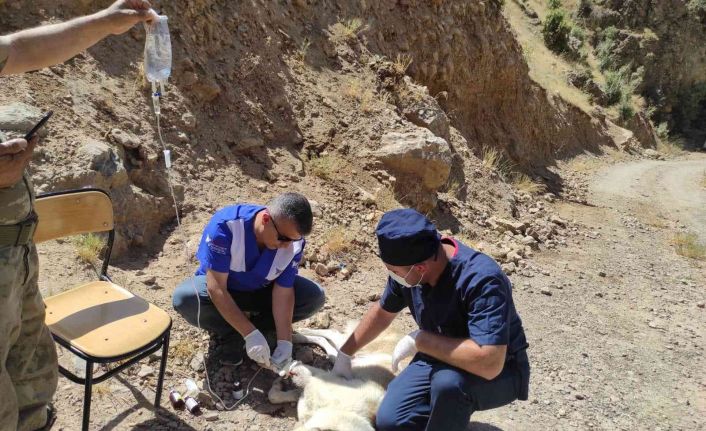 Anne köpeği yılan ısırdı