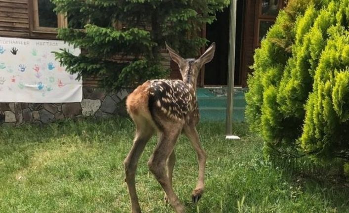 Annesi bulunamayan kızıl geyik koruma altına alındı