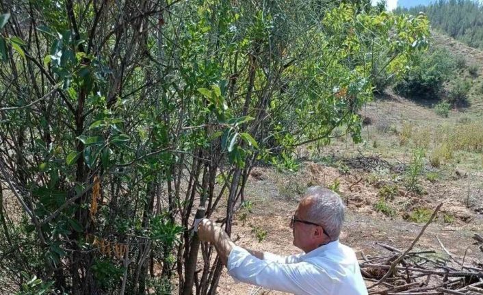 Antep fıstığı Eskişehir’de yaygınlaşıyor